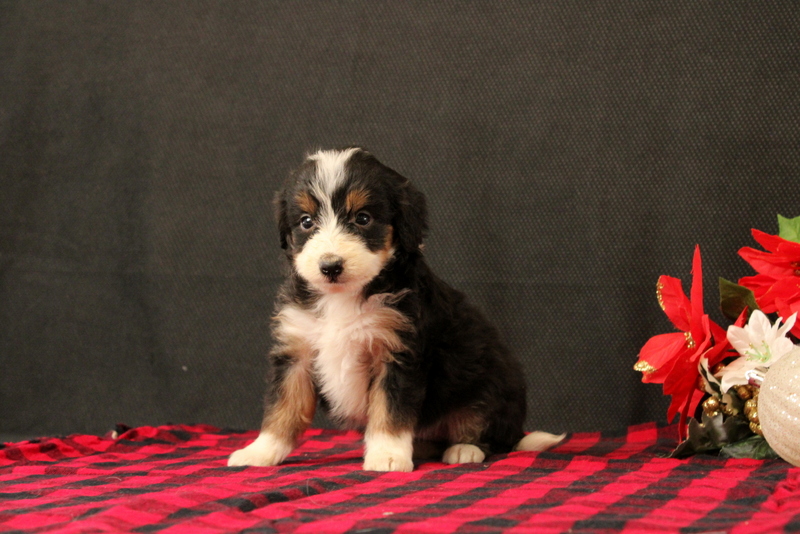 puppy, for, sale, Mini Bernadoodle F2, Matthew B. Stoltzfus, dog, breeder, Gap, PA, dog-breeder, puppy-for-sale, forsale, nearby, find, puppyfind, locator, puppylocator, aca